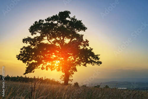Sunny tree sunset with sun rays