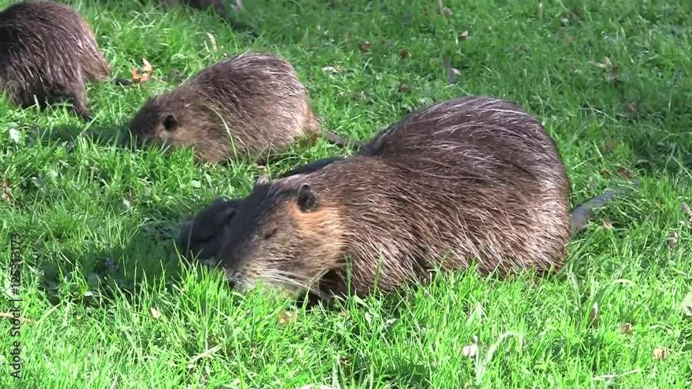 Nutria, Biberratte Mutter mit Jungen Nutria, Biberratte Mutter mit Jungen