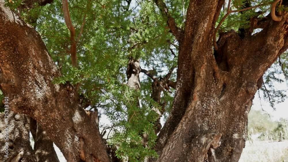 Argan tree close up. Argan tree close up.