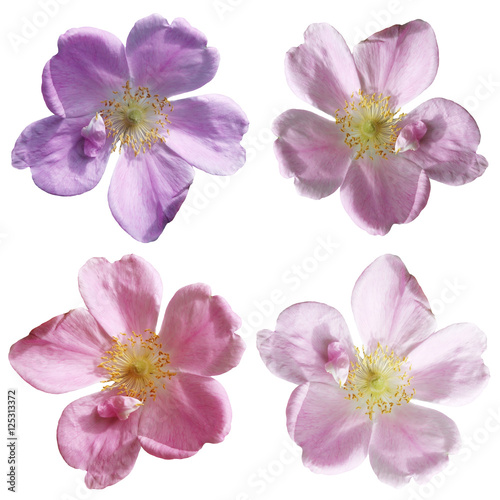 Flowers of dogrose isolated on a white background © Ann-Mary