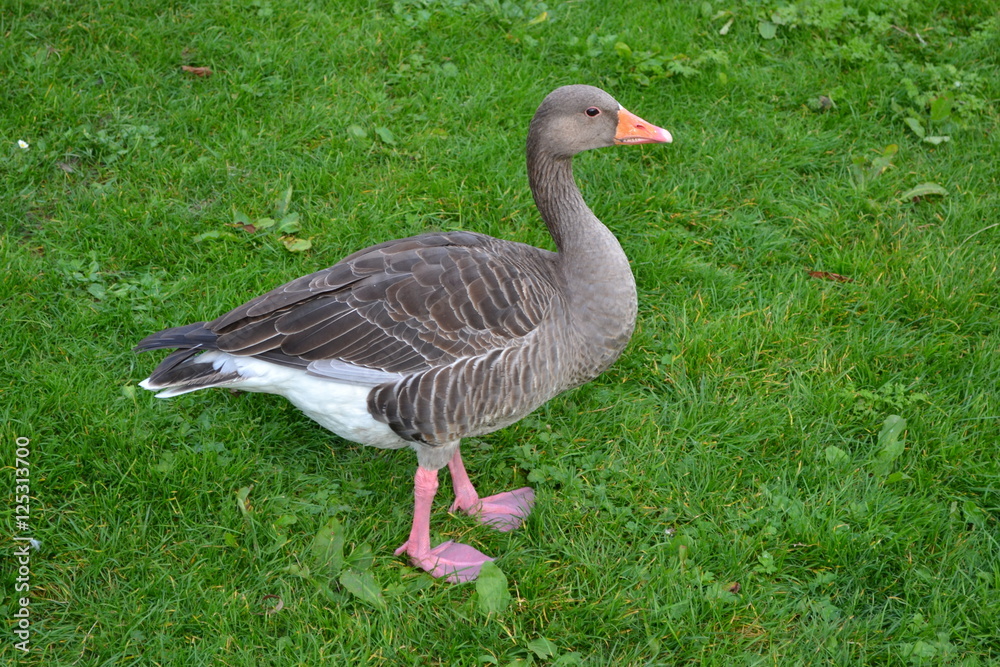 Gooses 