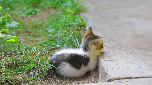 Small black-white cute kitten sitting still on the ground by terrace concret.