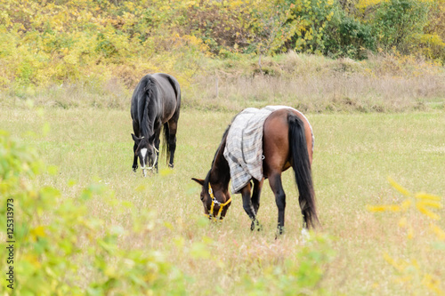 Horses on pasture