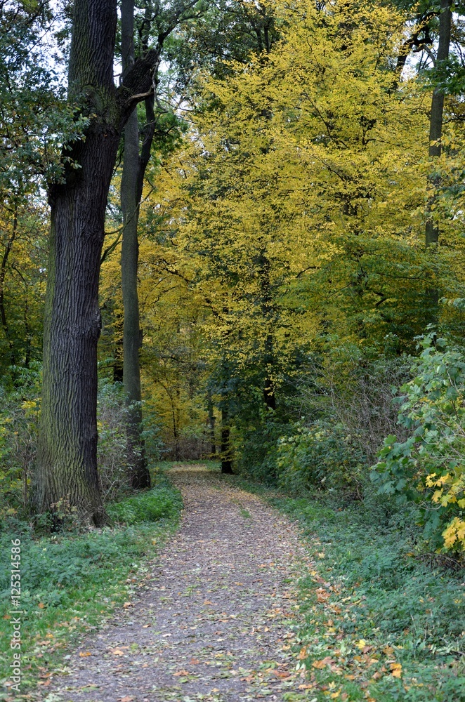 Fototapeta premium Weg durch herbstichen Wald hochformat