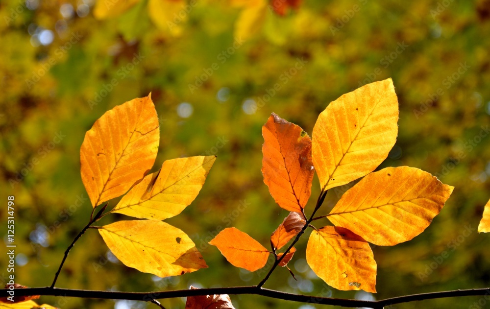 Obraz premium Gelbe Blätter im Herbst vor unscharfen Hintergrund aus Glanzlichtern im Wald