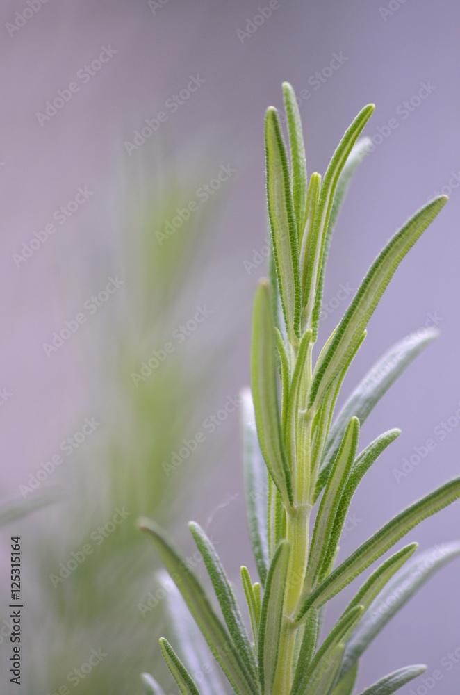 Obraz premium Spitze von Rosmarin