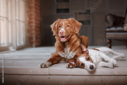 Canvas Print happy dogs Jack Russell Terrier and Nova Scotia Duck Tolling Retriever lying on
