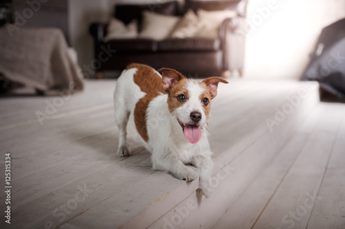 Dog Jack Russell Terrier portrait on a studio color background, © annaav