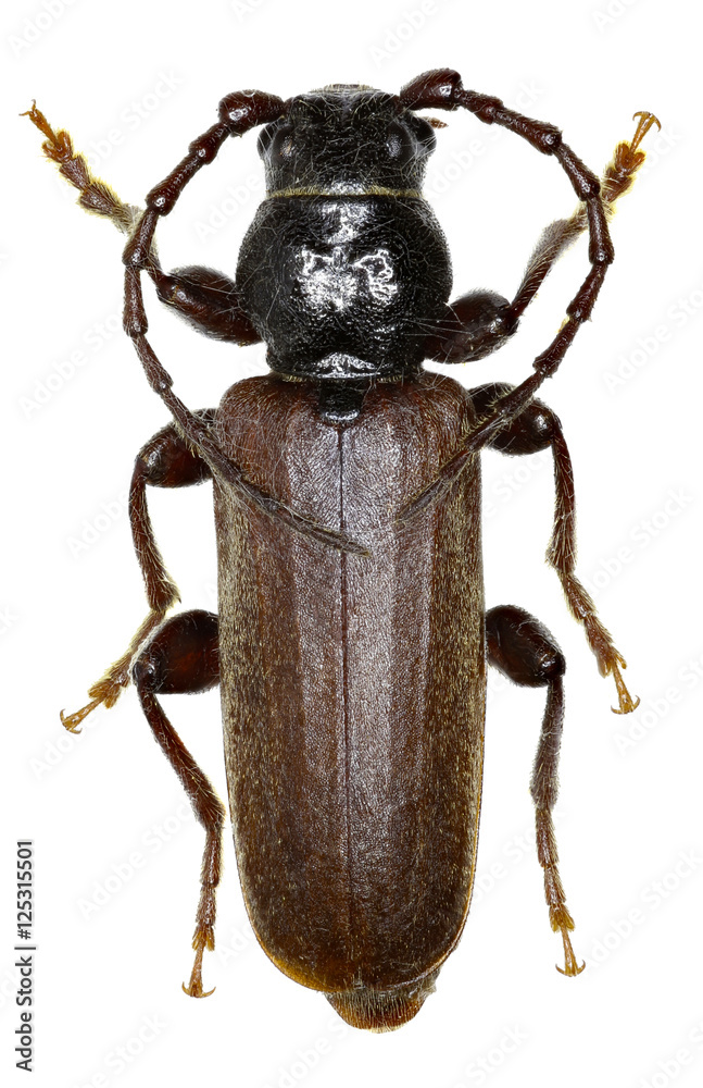 Fototapeta premium Black Spruce Longhorn Beetle on white Background - Tetropium castaneum (Linnaeus, 1758 )