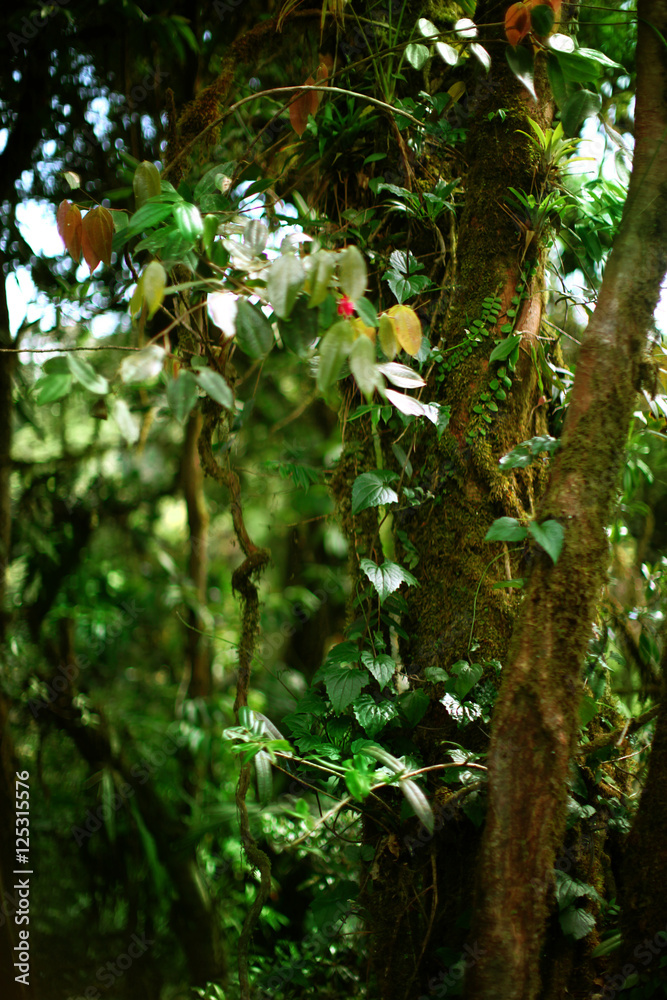 Jungle Growth Jungle Growth