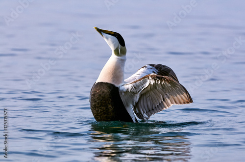 Common eider flaps its wings photo