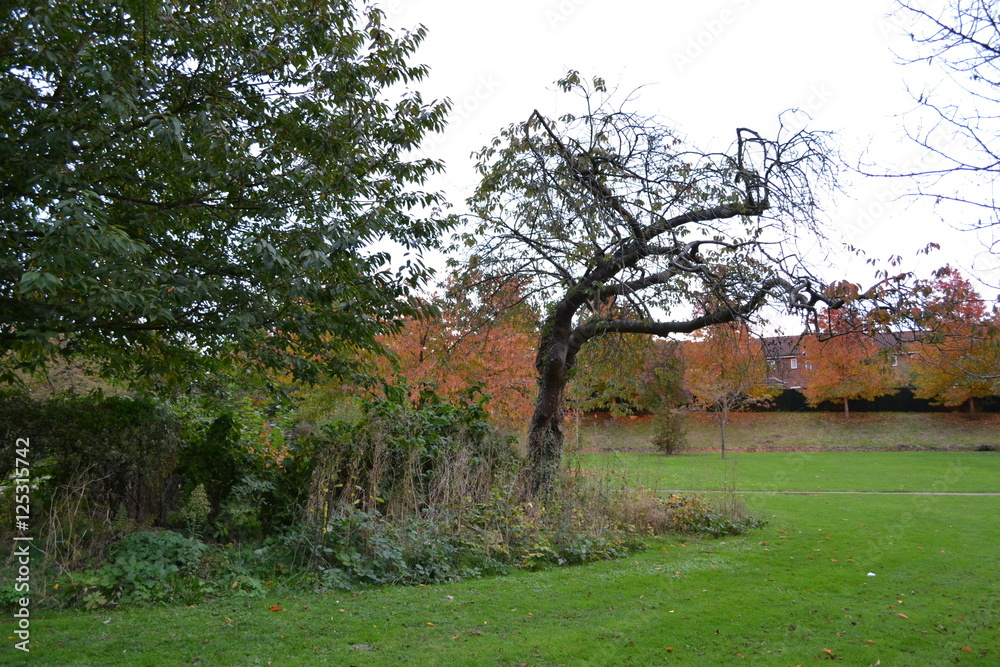 Obraz premium landscape