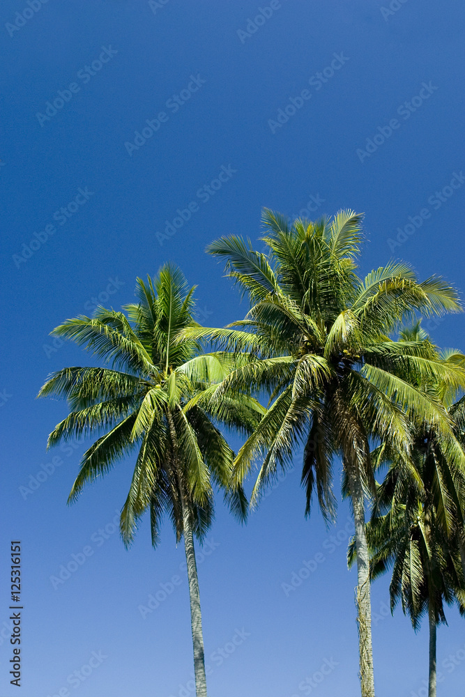 Obraz premium Palm Trees