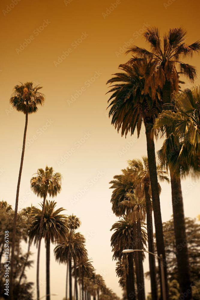 Fototapeta premium Palm Street