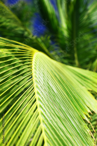 Palm detail