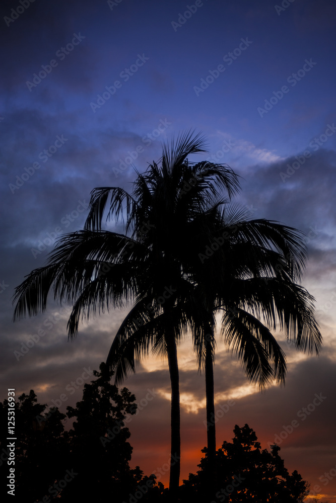 Tropical Palm Tree Silhouette
