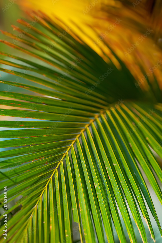 Fototapeta premium Palm Background