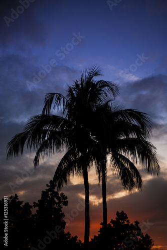 Tropical Palm Tree Silhouette © bartsadowski