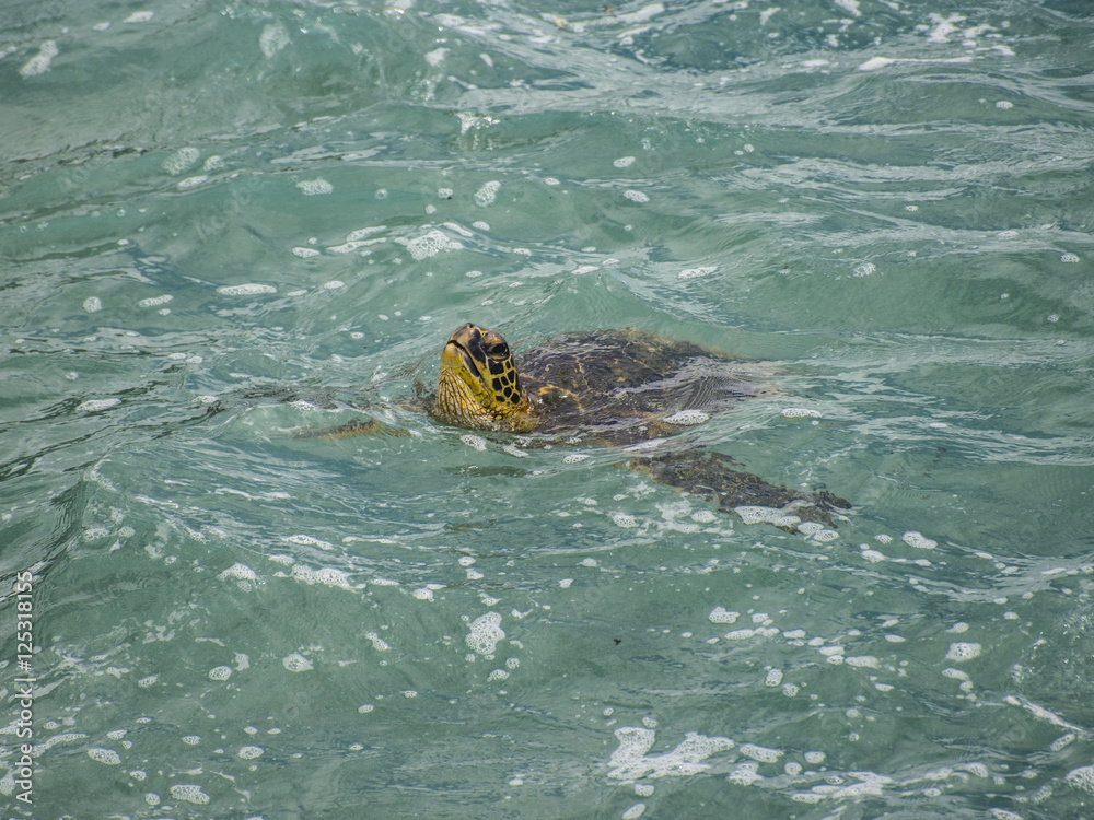 Obraz premium Sea Turtle