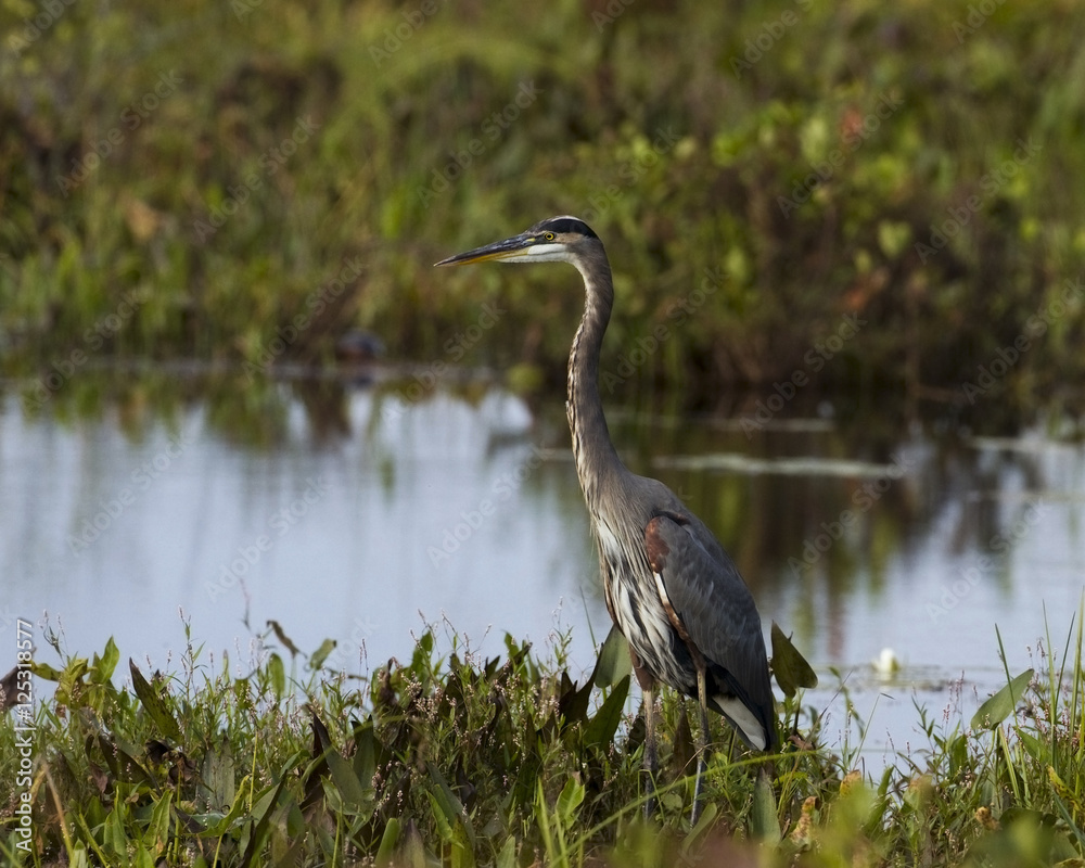 Grey heron Grey heron
