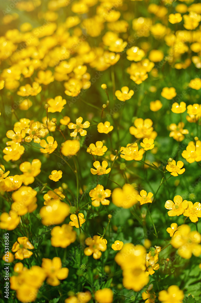 yellow flowers in field yellow flowers in field
