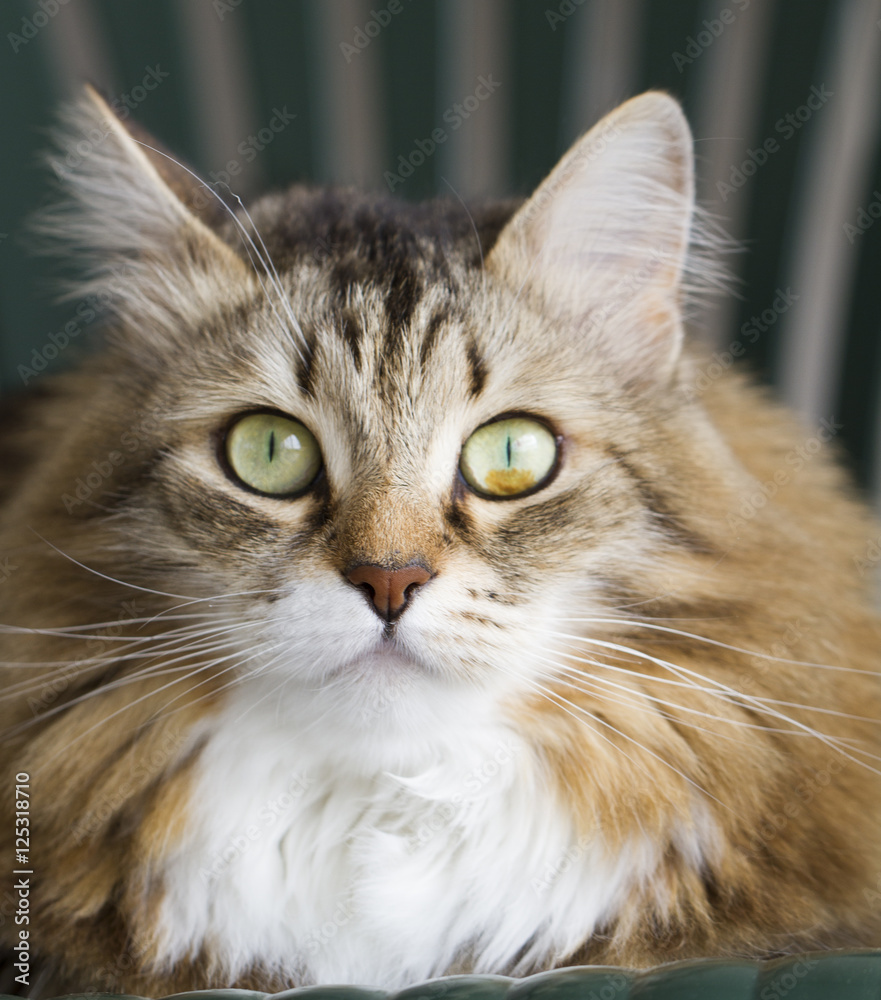 sweet cat of siberian breed on a chair