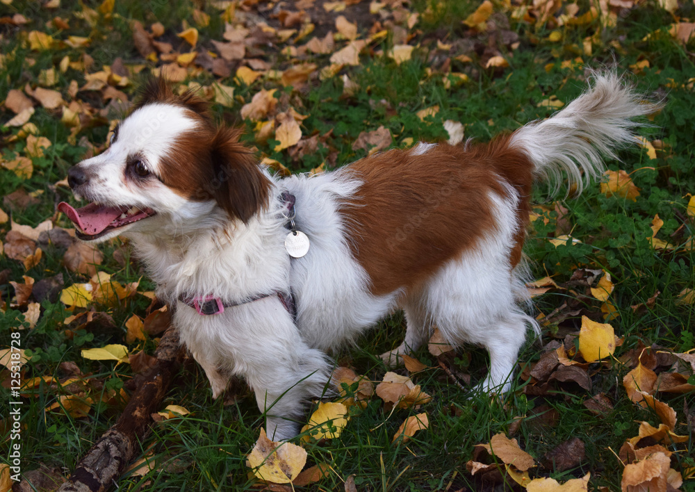 Obraz premium Mascotas: perros.