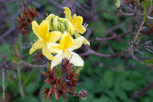 Fototapeta Naklejka Na Ścianę i Meble -  Rhododendron