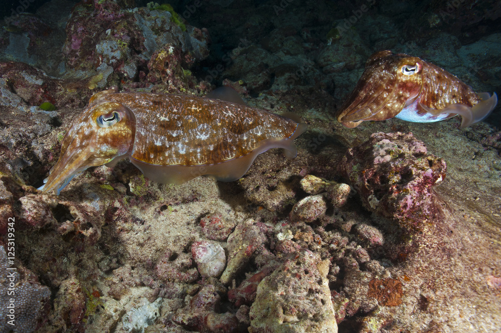 Mating Cuttlefish 6 Mating Cuttlefish 6