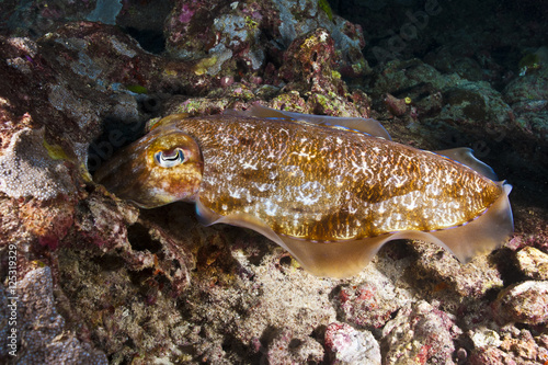 Female Cuttlefish