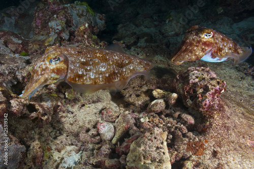Mating Cuttlefish 6