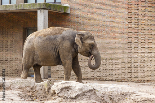 Asian Elephant in a Zoo