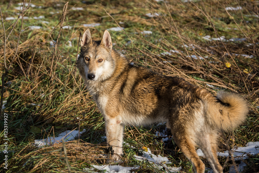Fototapeta premium Dog in the fir forest