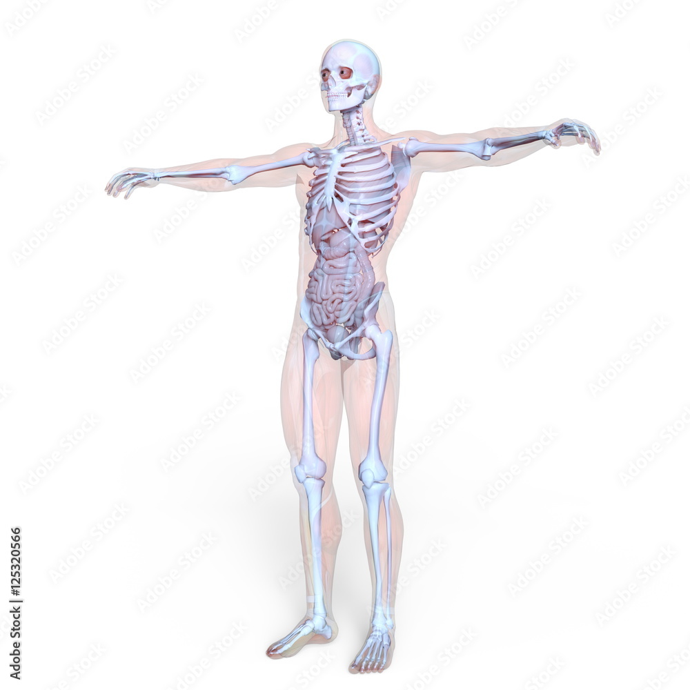 男性人体模型 男性人体模型