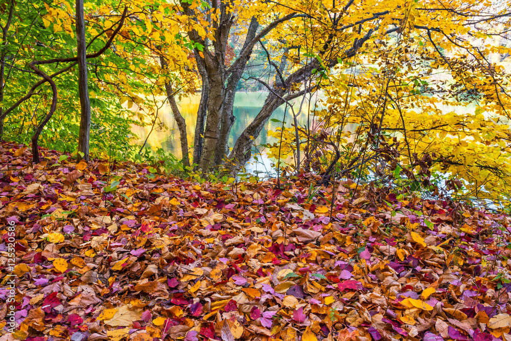 Carpet of Leaves Carpet of Leaves