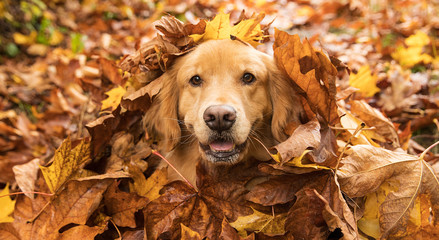 Acrylglasbilder Hund Golden Retriever im Herbstlaub  © Mat Hayward