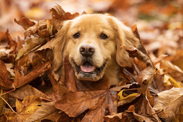 Golden Retriever Dog in a pile of Fall leaves