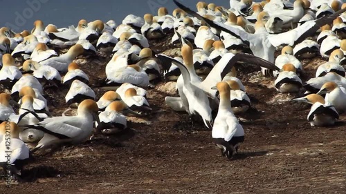Gannet birds in New Zealand