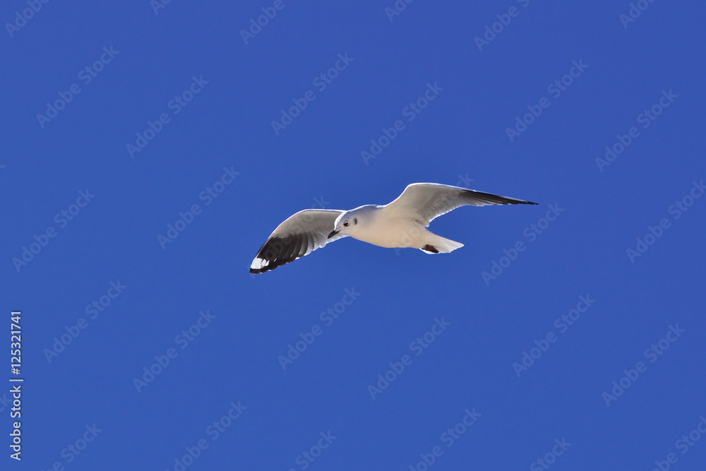 Andean gull (Chroicocephalus serranus)