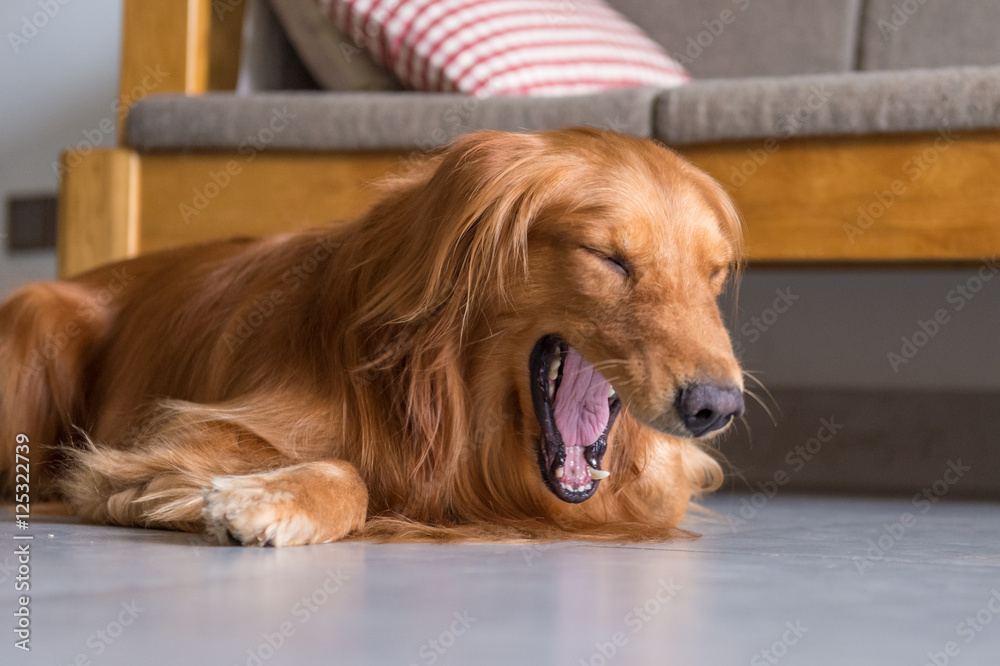 Golden retriever in a yawn
