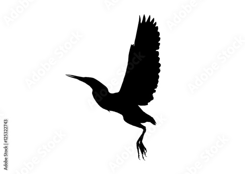 Black bird isolated on white