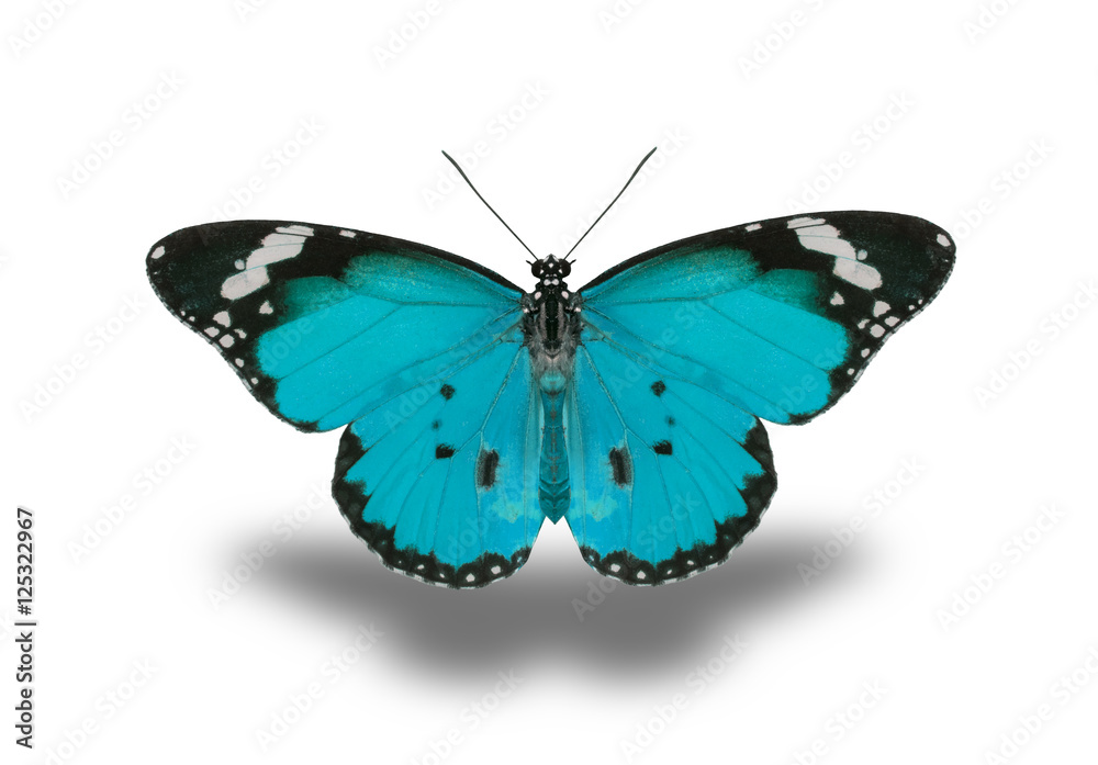 Obraz premium beautiful butterfly, isolated on white background, butterfly flying on white, colorful butterfly