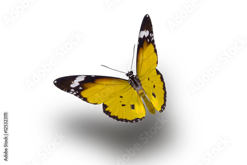 beautiful butterfly, isolated on white background, butterfly flying on white, colorful butterfly