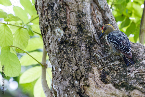 black cheeked woodpecker -Melanerpes pucherani photo