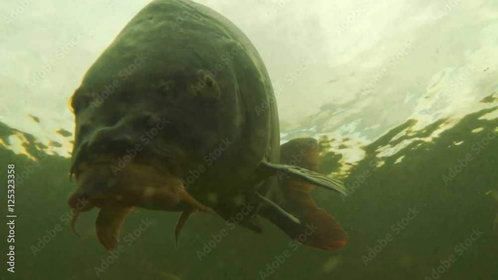 carp under water