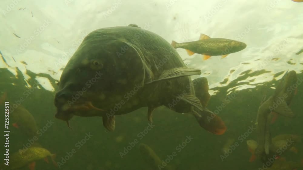 carp under water carp under water
