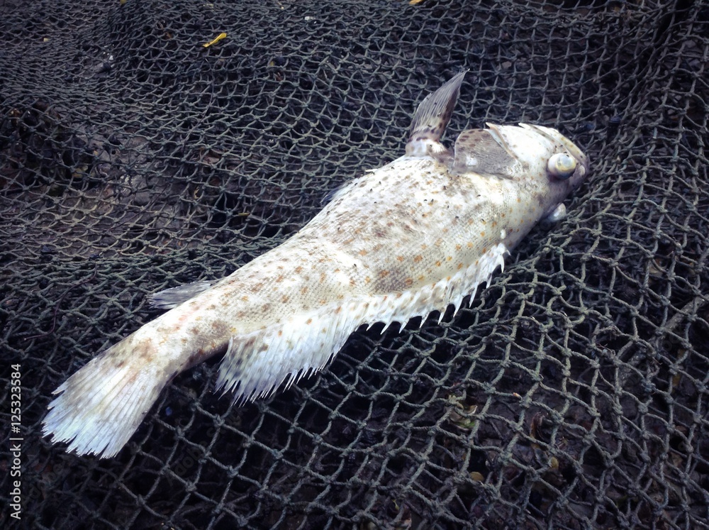 Obraz premium Fish farming disease,water pollution,death giant grouper fish 