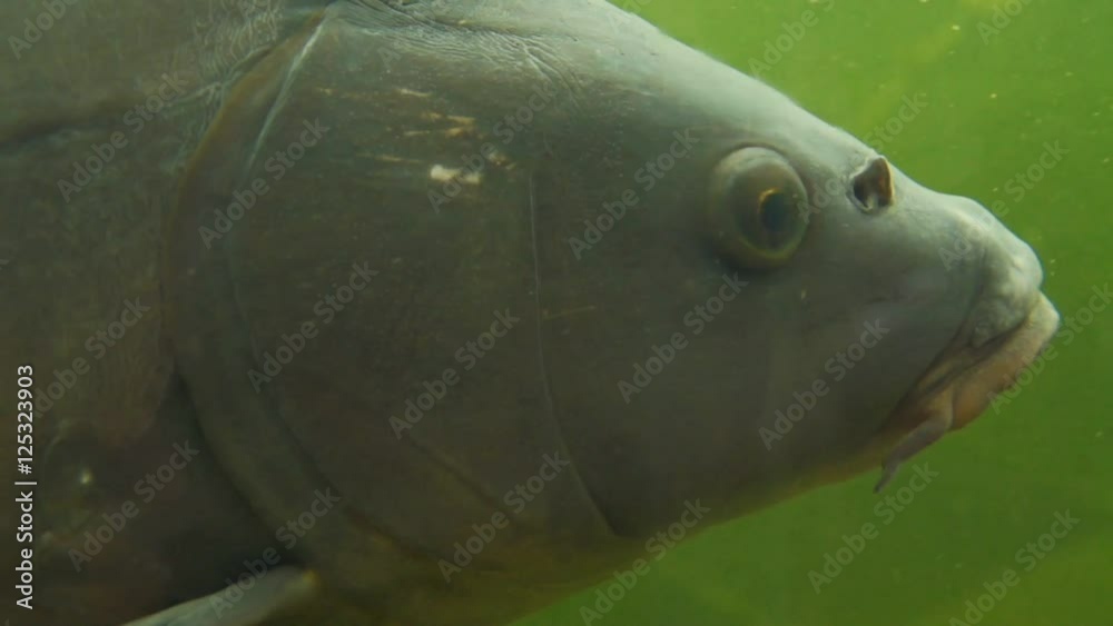 carp under water