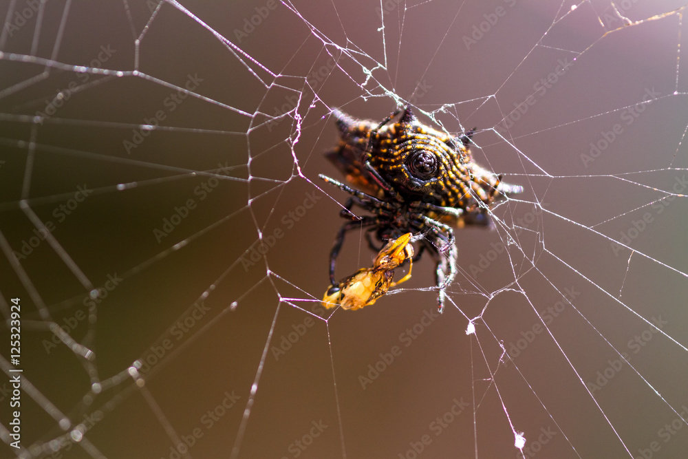 spiny backed orb weaver spider spiny backed orb weaver spider