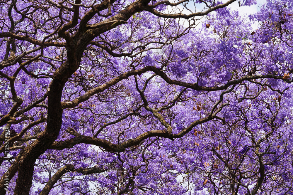 Naklejka premium Beautiful violet vibrant jacaranda in bloom.